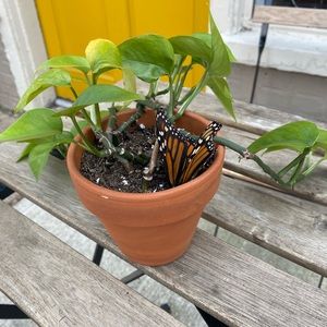 Meet your Posher, Savanna